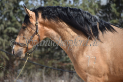 Solano_089