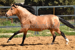 Solano_141