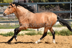 Solano_145