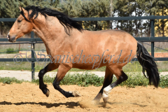 Solano_149