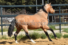 Solano_166