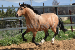 Solano_195