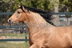 Solano_207