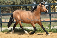 Solano_218