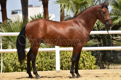 Solo-Nadales_059