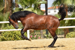 Solo-Nadales_147