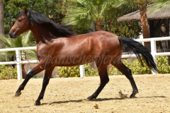 Solo-Nadales_155