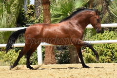 Solo-Nadales_167