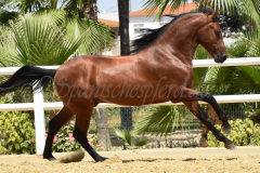 Solo-Nadales_169