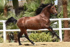 Solo-Nadales_190