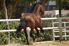 Solo-Nadales_240