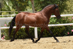 Solo-Nadales_272
