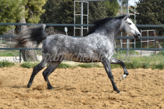 Sultan-de-Marino_008