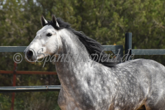 Sultan-de-Marino_026
