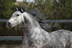 Sultan-de-Marino_027