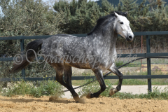 Sultan-de-Marino_036