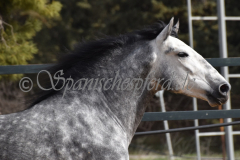 Sultan-de-Marino_040