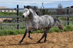 Sultan-de-Marino_047