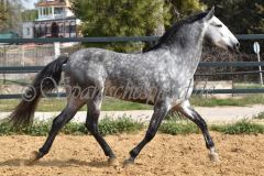 Sultan-de-Marino_053