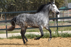 Sultan-de-Marino_080