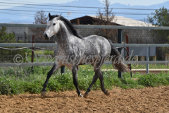 Sultan-de-Marino_092