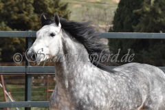 Sultan-de-Marino_110