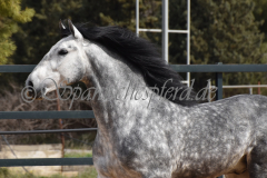 Sultan-de-Marino_114