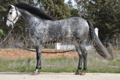 Sultan-de-Marino_174