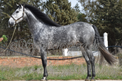 Sultan-de-Marino_185