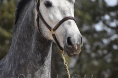 Sultan-de-Marino_204