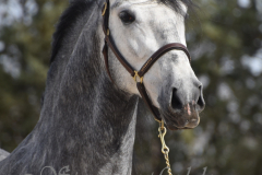 Sultan-de-Marino_205