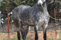 Sultan-de-Marino_212