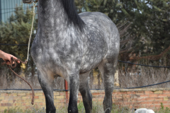 Sultan-de-Marino_227