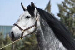 Sultan-de-Marino_235