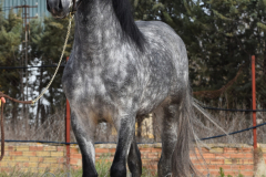 Sultan-de-Marino_245