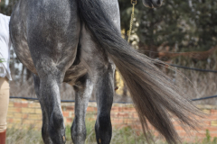 Sultan-de-Marino_251