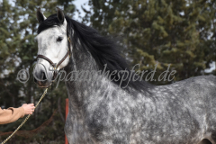 Sultan-de-Marino_266