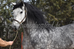 Sultan-de-Marino_273