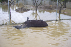 Extra-Tierschutz_02