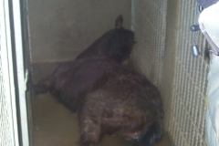 Extra-Tierschutz_04