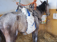 Extra-Tierschutz_59