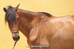 SONY DSC