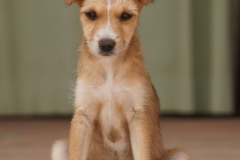 SONY DSC