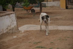 SONY DSC