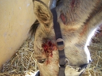 Extra-Tierschutz_60
