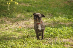 SONY DSC