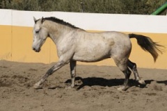 Rosinante-62