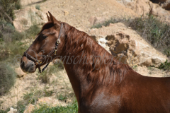 Traquio_026
