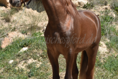 Traquio_057