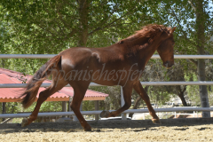 Traquio_082